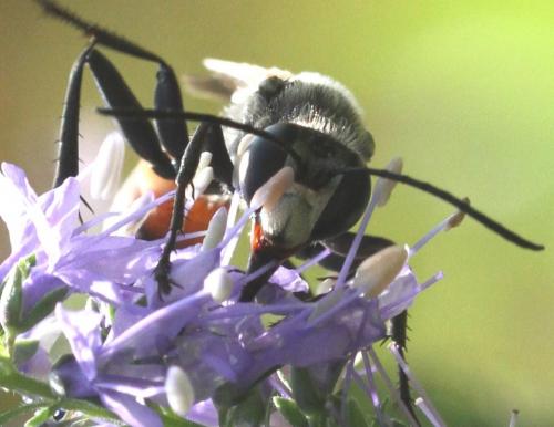 Réf. 266 162 : Sphex funerarius